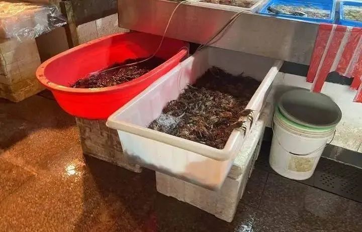 价格腰斩! 预计还要跌! 上海大量上市,提醒: 这个部位不建议吃