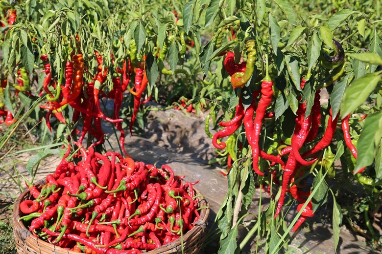 好品中国｜一“麻”一“辣”，解锁“甘味”密码