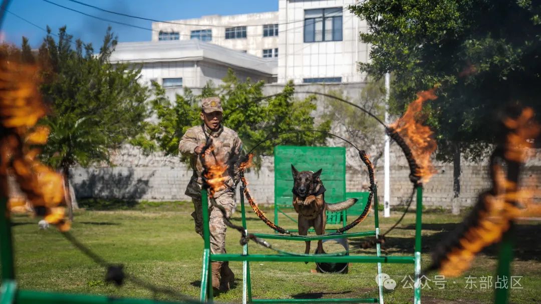 汪！无言 “战士”入列