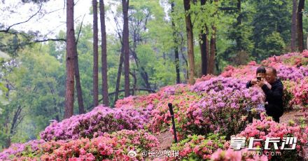 湖南省植物园450亩杜鹃花艳丽绽放 湖南省植物园450亩杜鹃花艳丽绽放