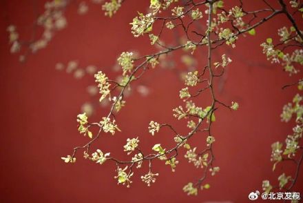 十三陵200岁古杜梨树花开满枝头 十三陵200岁古杜梨树花开满枝头