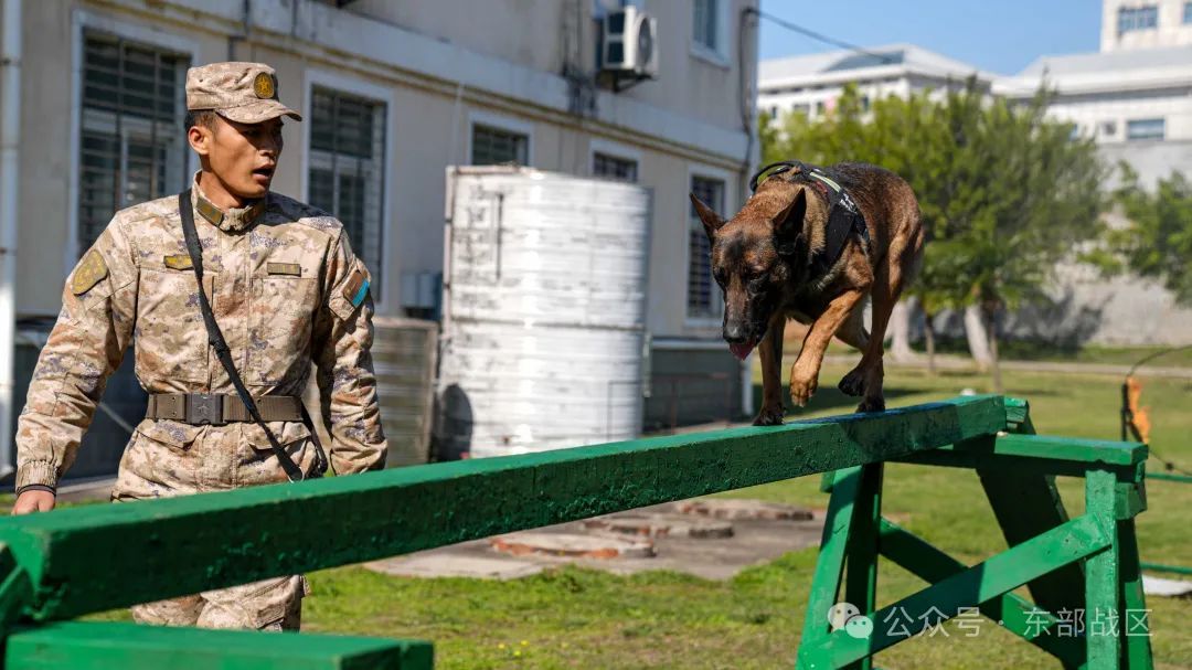 汪！无言 “战士”入列