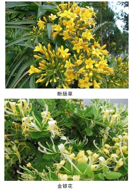 剧毒！千万别拿来煲汤！佛山一家三口吃进ICU……