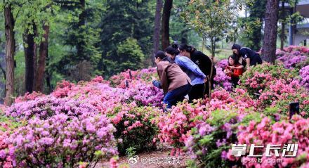 湖南省植物园450亩杜鹃花艳丽绽放 湖南省植物园450亩杜鹃花艳丽绽放