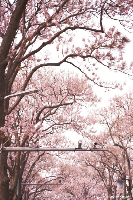 太美了！泡桐花让北京这条街变成了紫色隧道