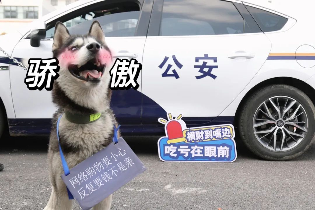 二哈也要当警犬？请“扫码摸狗”→