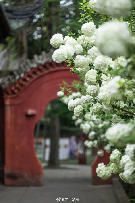 武侯祠之外,成都又一处超美红墙! 武侯祠之外,成都又一处超美红墙!