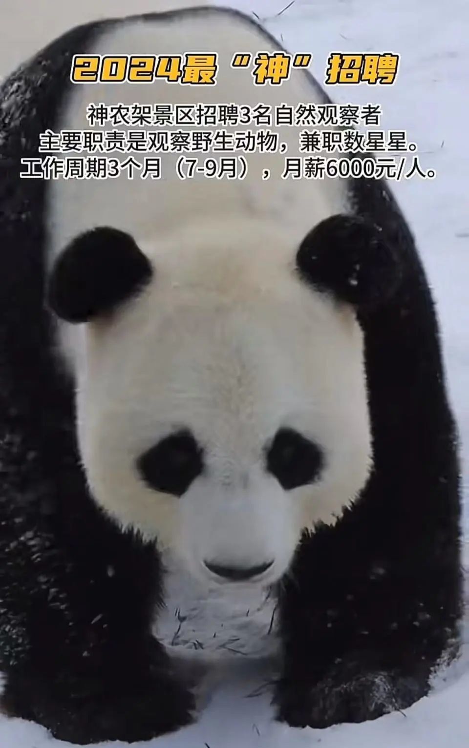 月薪6千，要求“身体好，遇见野人跑得快”！著名景区招聘引热议，官方回应→