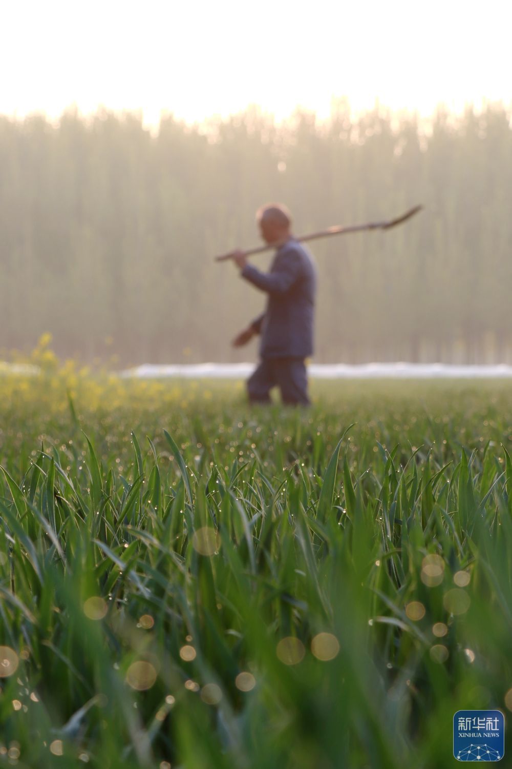 暮春风来暖 田间勤耕耘