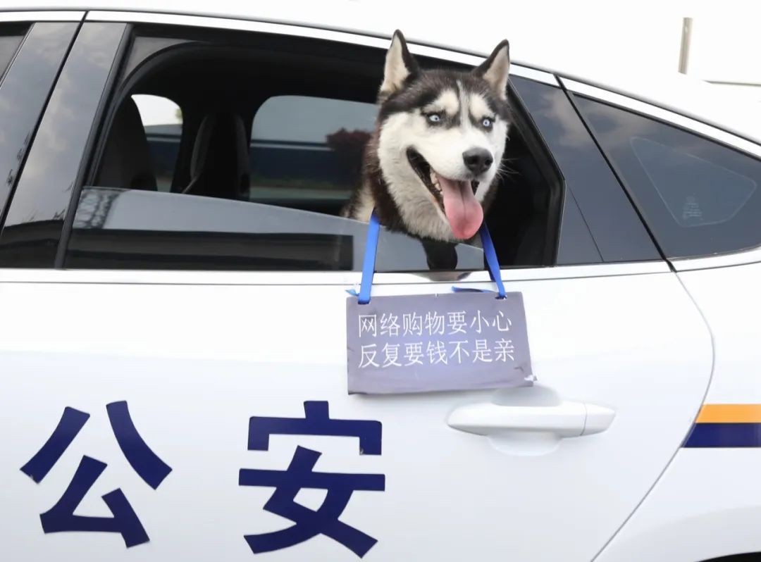 二哈也要当警犬？请“扫码摸狗”→