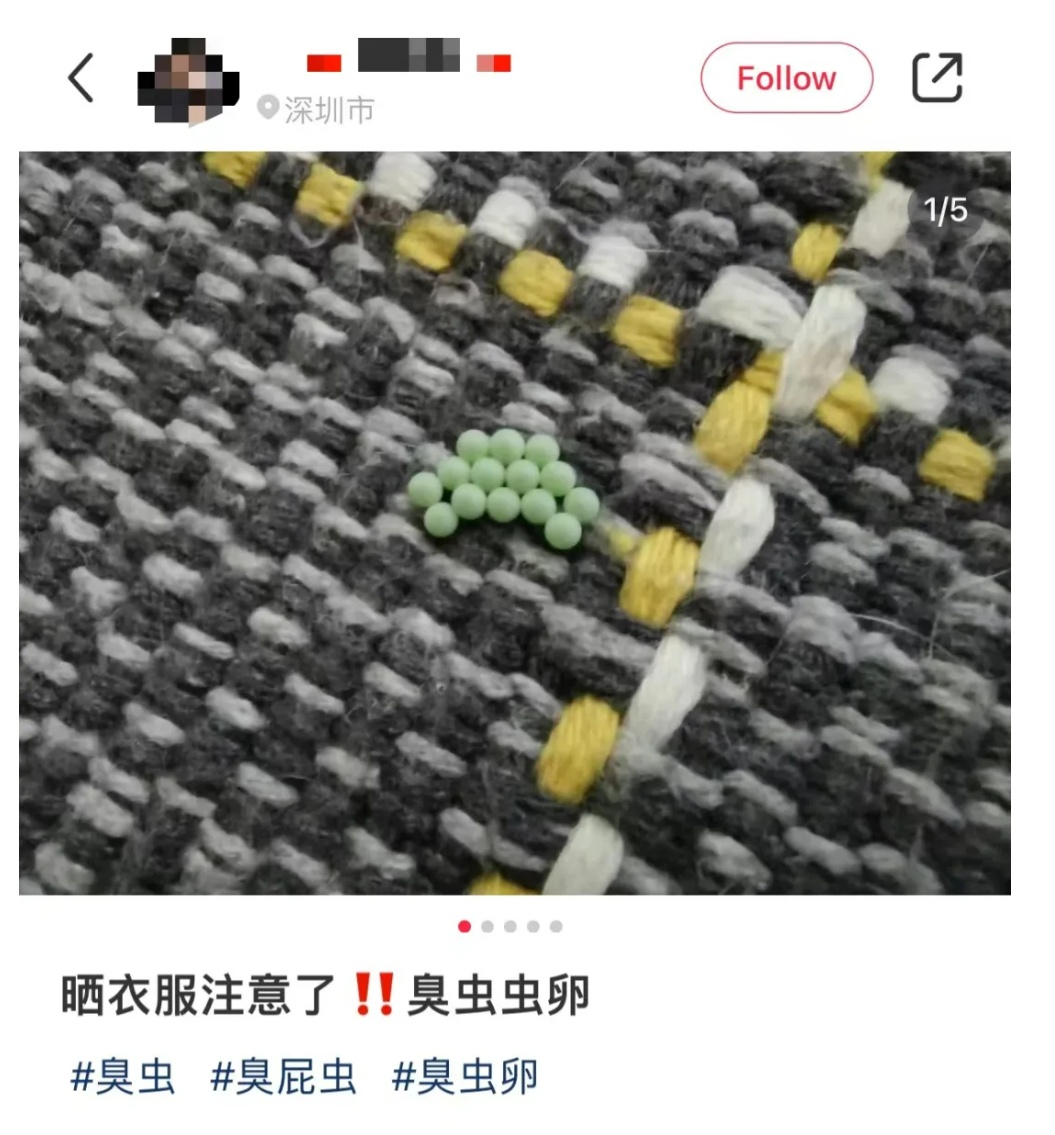 头皮发麻！这种绿色小颗粒在广东出现