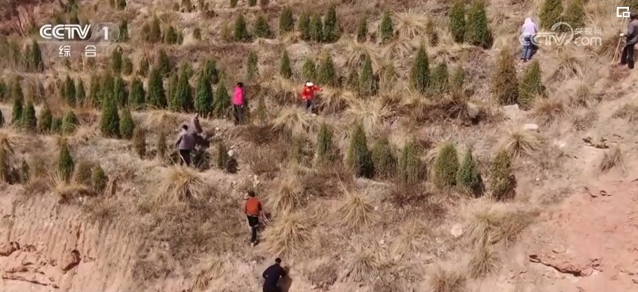 与恶劣环境“硬碰硬” 高原上的“播种者”植树“添”绿让荒地变绿荫