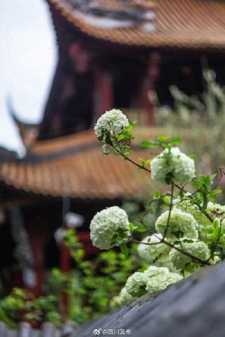 武侯祠之外,成都又一处超美红墙! 武侯祠之外,成都又一处超美红墙!