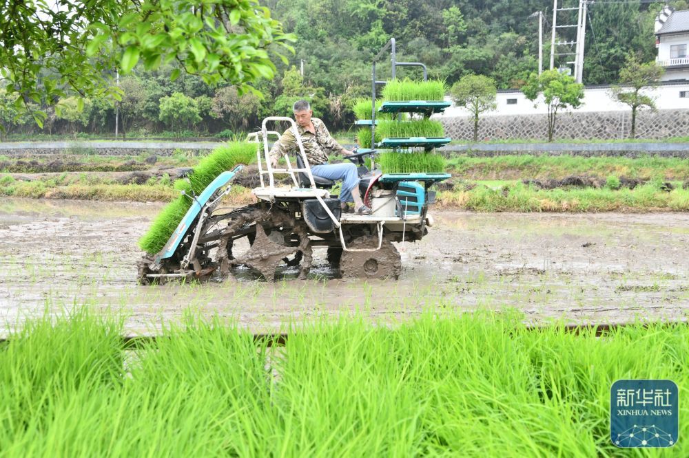 暮春风来暖 田间勤耕耘