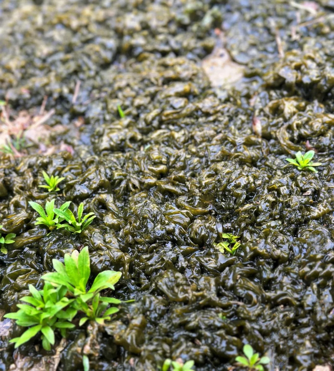 价格高达140元/斤！雨后大量出现！很多浙江人都爱吃...