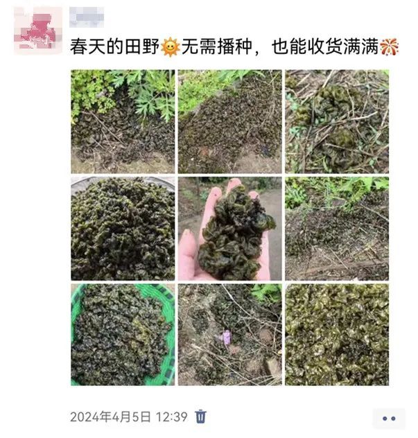 价格高达140元/斤！雨后大量出现！很多浙江人都爱吃...