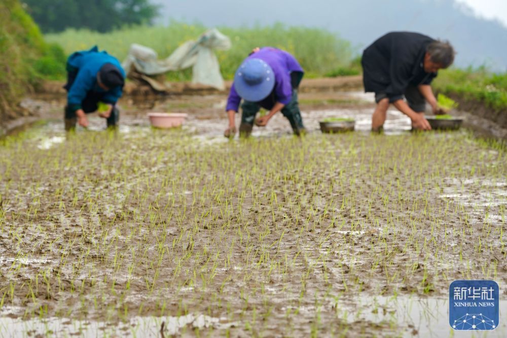暮春风来暖 田间勤耕耘
