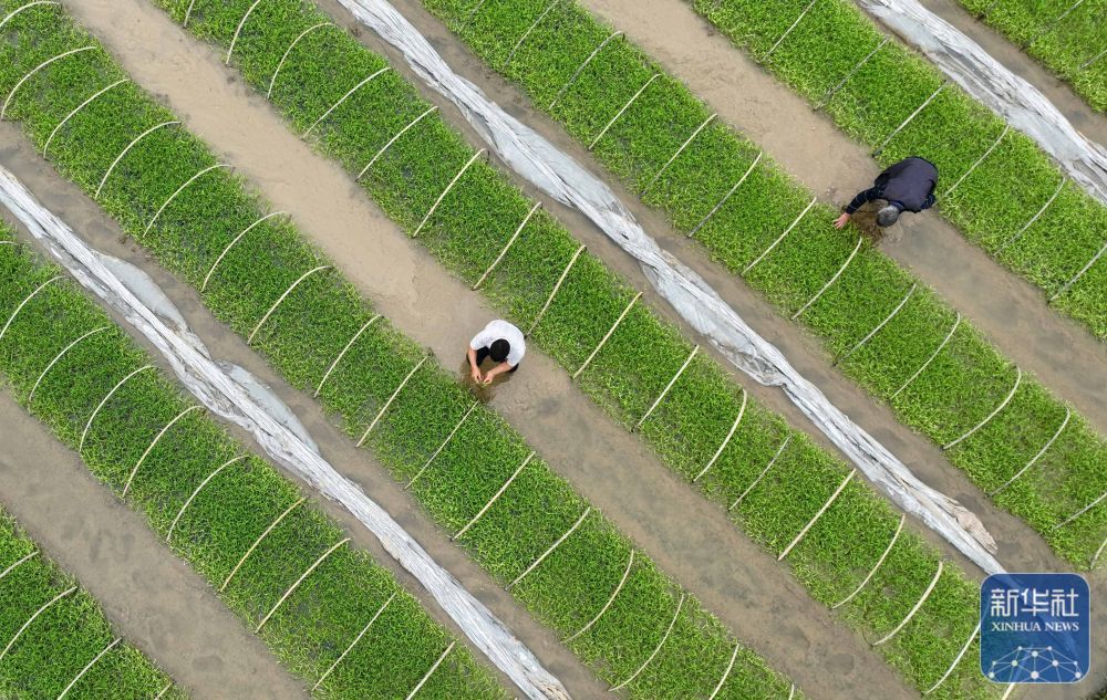 暮春风来暖 田间勤耕耘