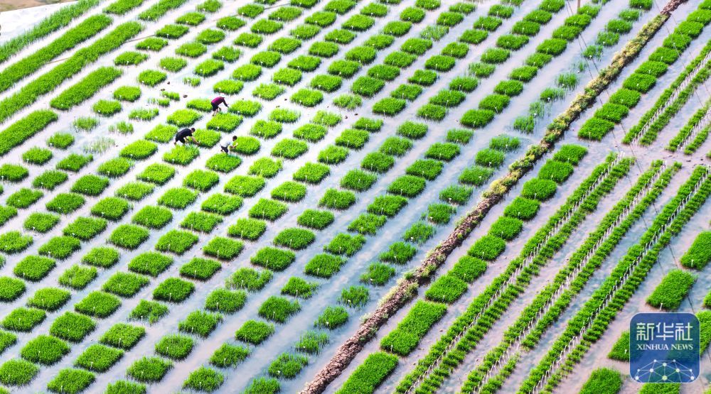 暮春风来暖 田间勤耕耘