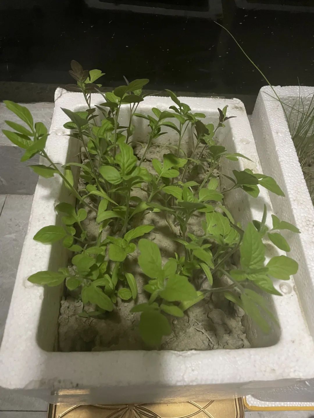 太壕了！浙江人的阳台被曝光！网友：这才是大户人家