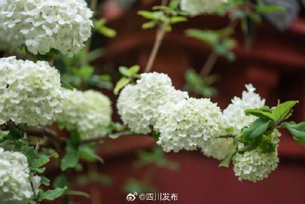 武侯祠之外,成都又一处超美红墙! 武侯祠之外,成都又一处超美红墙!