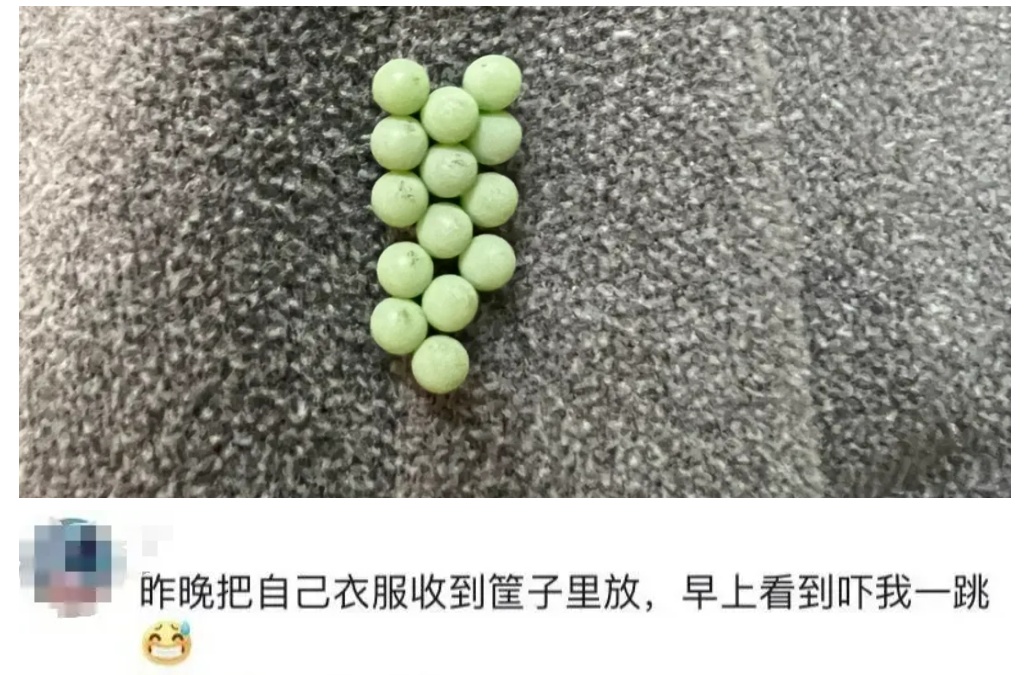 头皮发麻！这种绿色小颗粒在广东出现