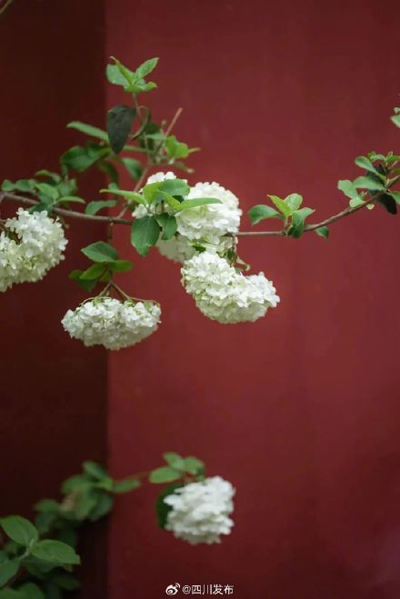 武侯祠之外,成都又一处超美红墙! 武侯祠之外,成都又一处超美红墙!