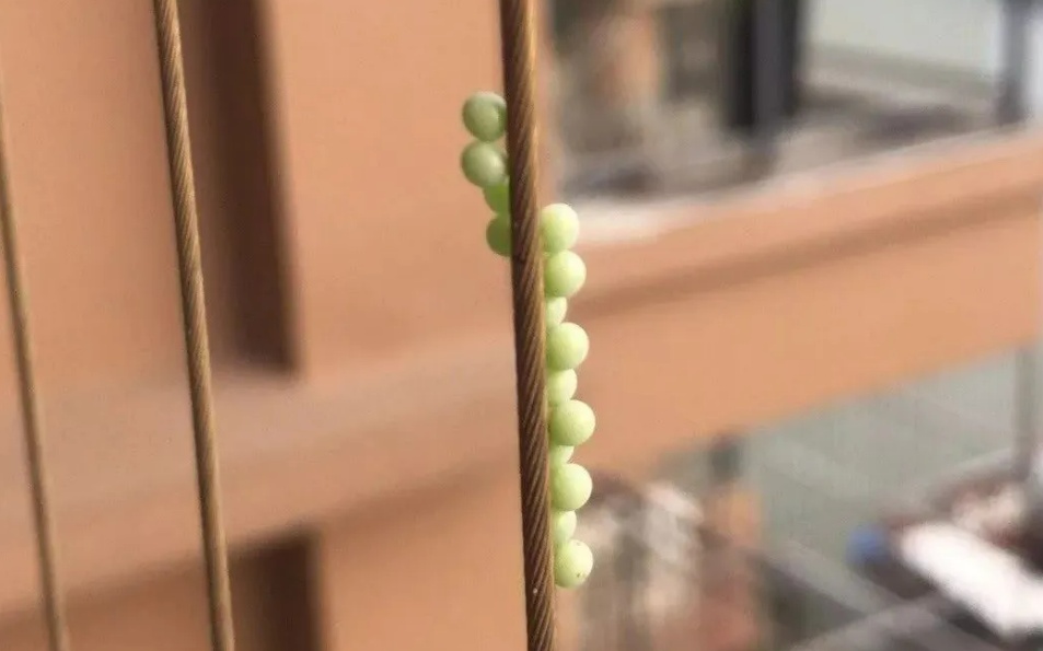 头皮发麻！这种绿色小颗粒在广东出现
