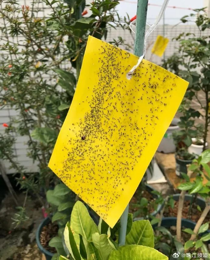 近期注意！少穿这种衣服出门