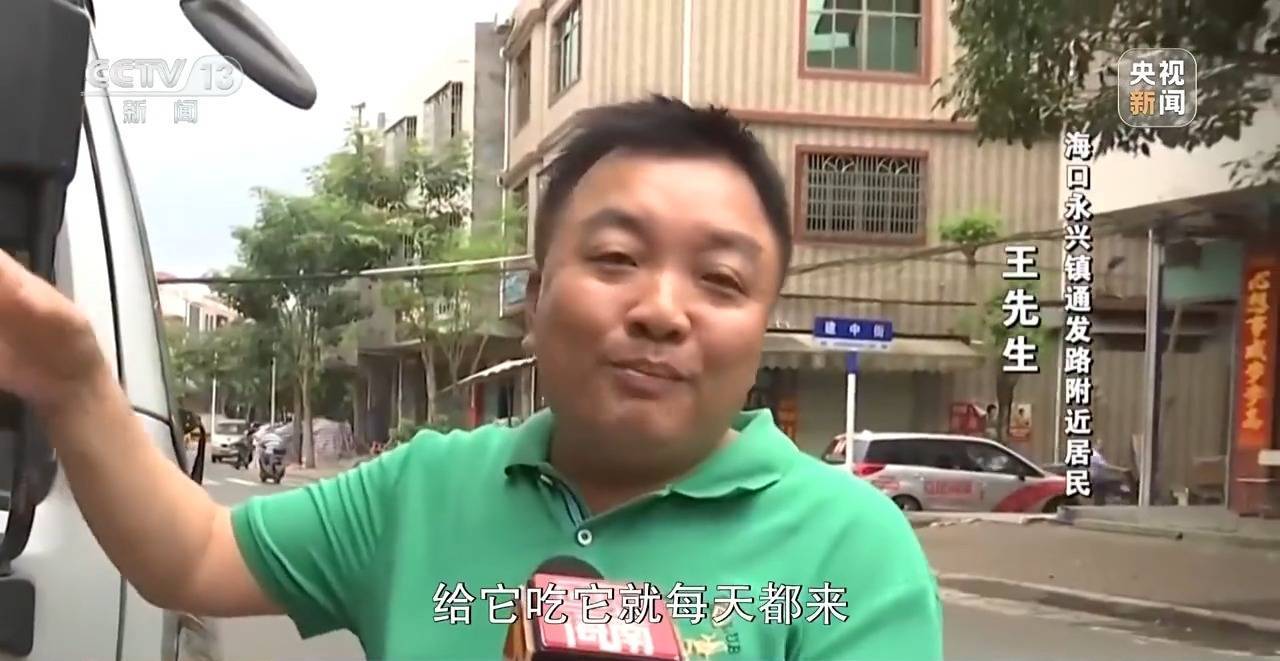 调查:海南万宁猕猴伤9人仍在逃,这群猴为何集群而来又伤人? 调查:海南万宁猕猴伤9人仍在逃,这群猴为何集群而来又伤人?