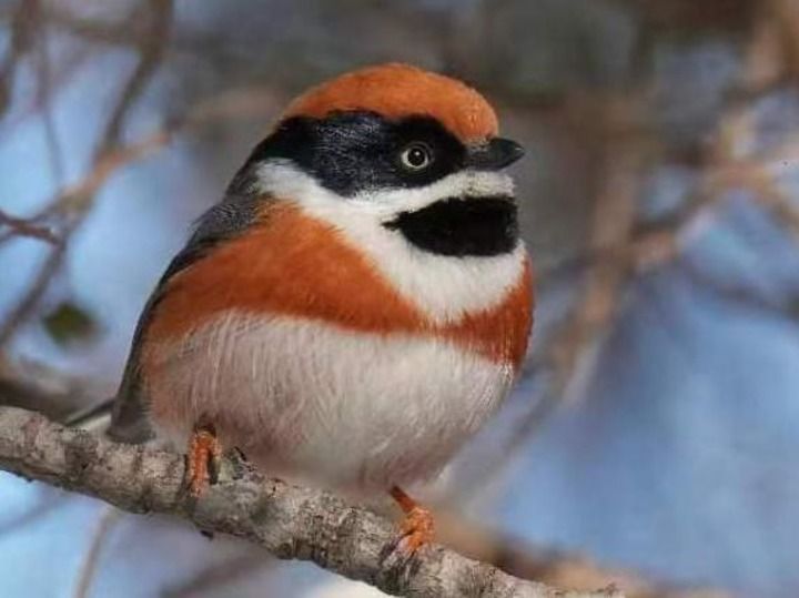 生态持续向好 北京陆生野生动物种类增至612种