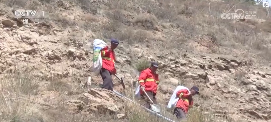 与恶劣环境“硬碰硬” 高原上的“播种者”植树“添”绿让荒地变绿荫