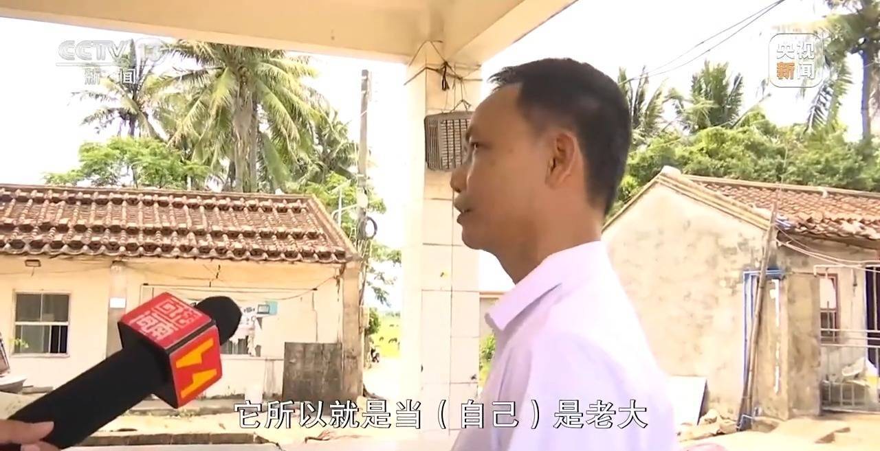 调查:海南万宁猕猴伤9人仍在逃,这群猴为何集群而来又伤人? 调查:海南万宁猕猴伤9人仍在逃,这群猴为何集群而来又伤人?