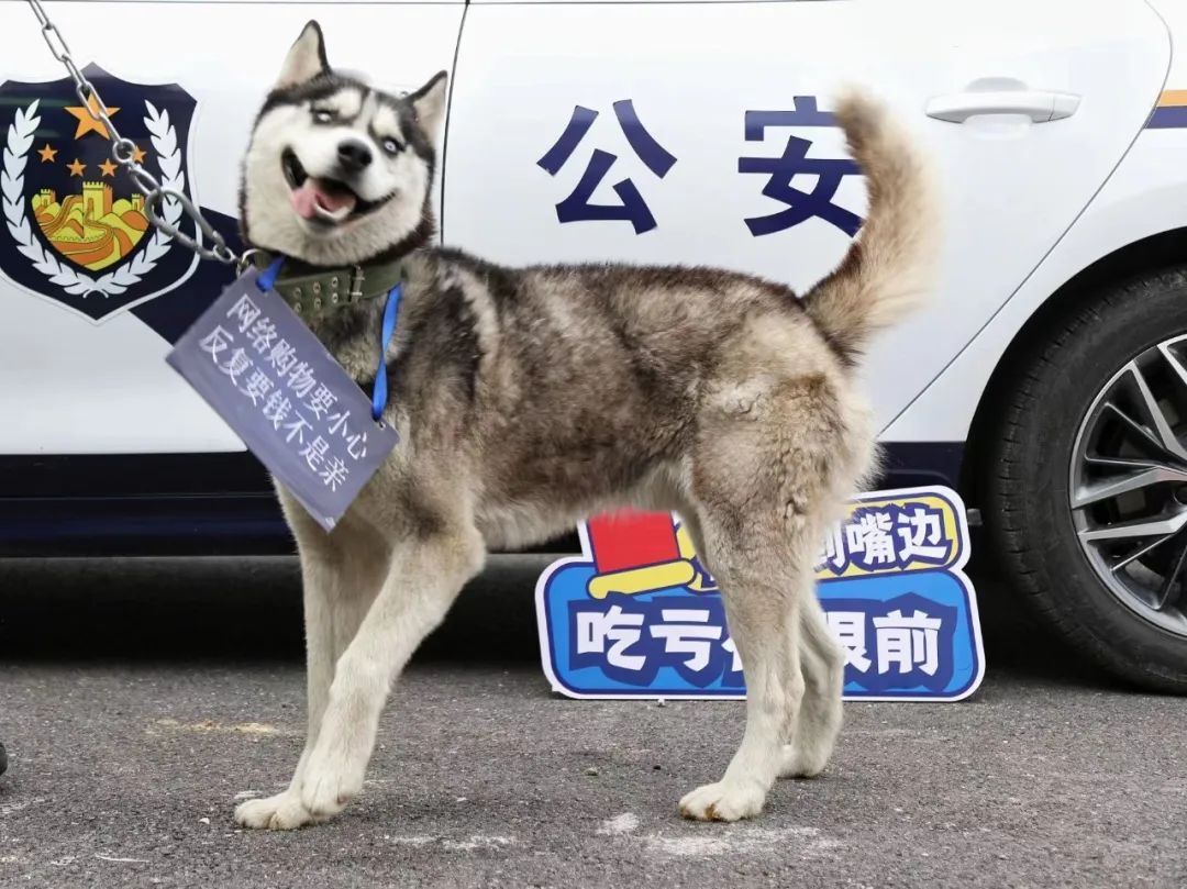 二哈也要当警犬？请“扫码摸狗”→