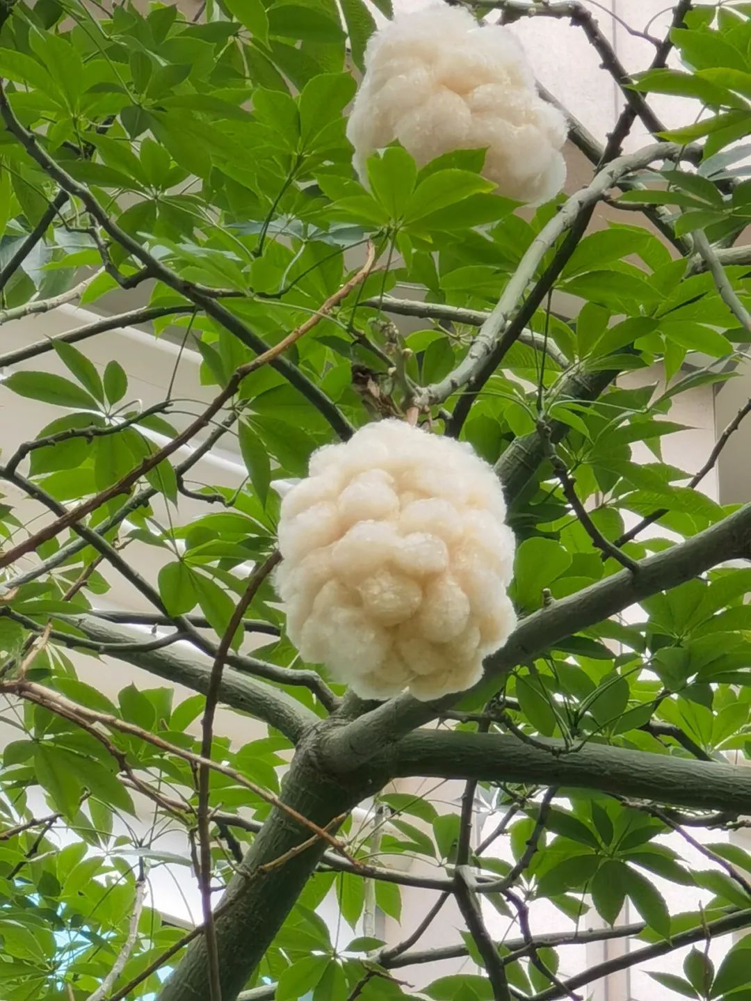 戴口罩,戴口罩!易感人群近期请注意 戴口罩,戴口罩!易感人群近期请注意