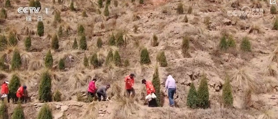 与恶劣环境“硬碰硬” 高原上的“播种者”植树“添”绿让荒地变绿荫