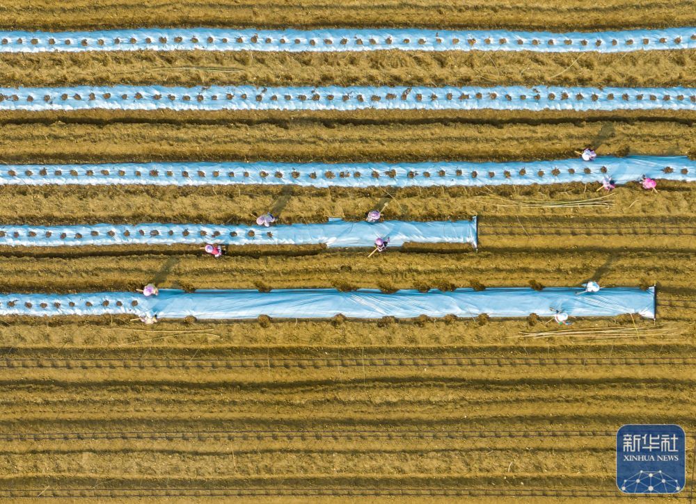 暮春风来暖 田间勤耕耘