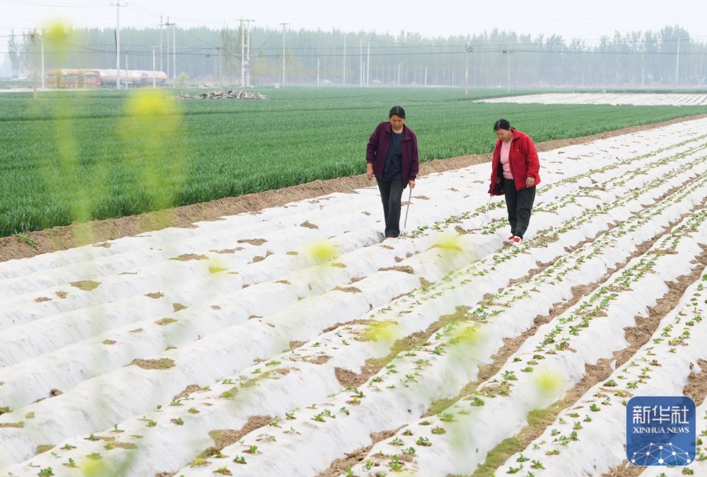 暮春风来暖 田间勤耕耘