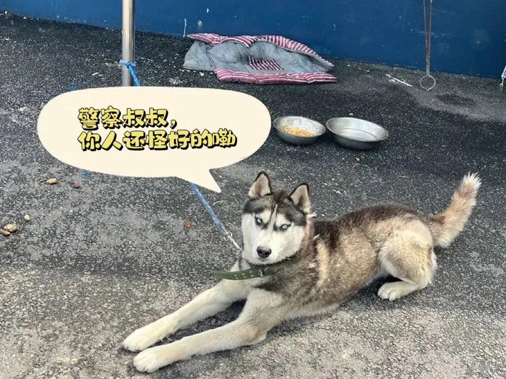 二哈也要当警犬？请“扫码摸狗”→