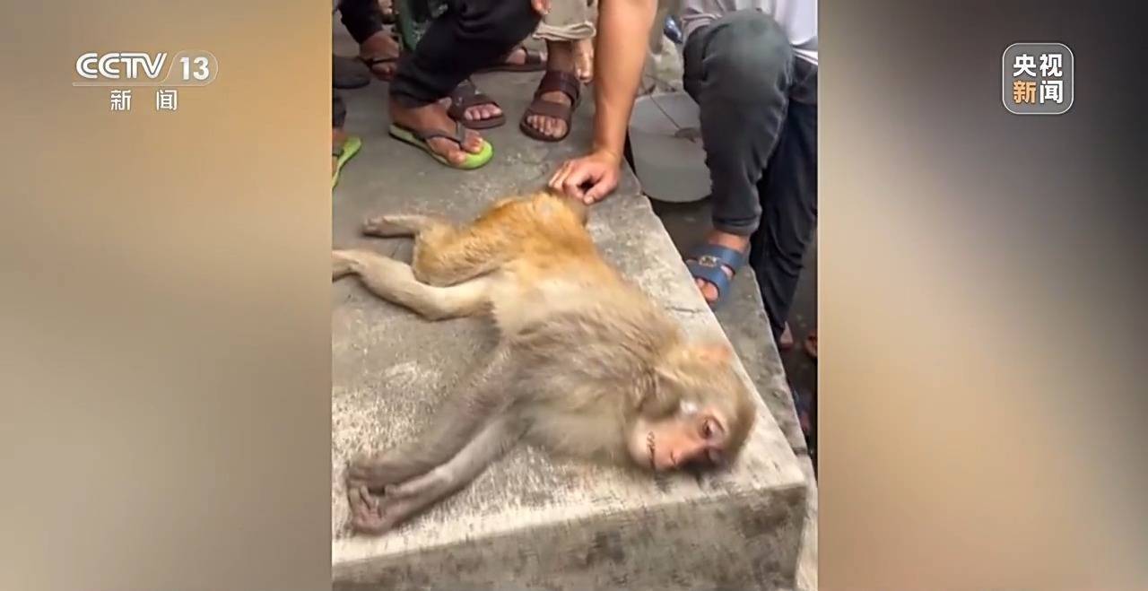 调查:海南万宁猕猴伤9人仍在逃,这群猴为何集群而来又伤人? 调查:海南万宁猕猴伤9人仍在逃,这群猴为何集群而来又伤人?