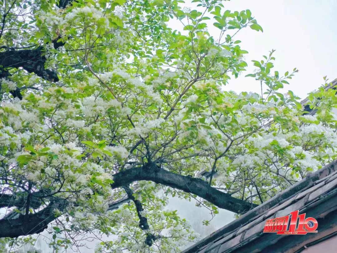 春季高发！福州很多人中招！有人因这病突发车祸！医生提醒......