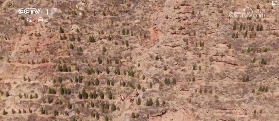 与恶劣环境“硬碰硬” 高原上的“播种者”植树“添”绿让荒地变绿荫