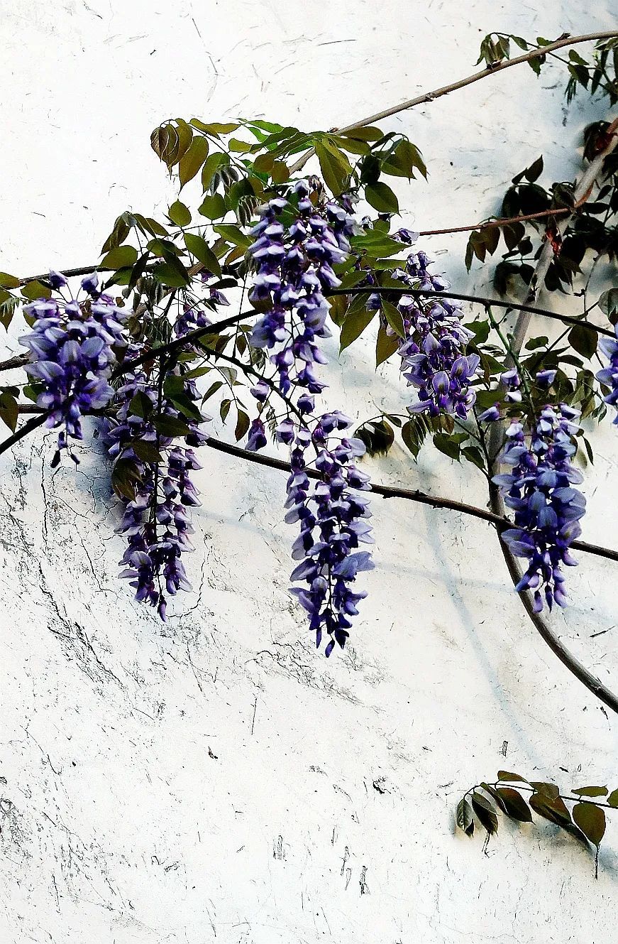 南京,绝绝紫! 南京,绝绝紫!