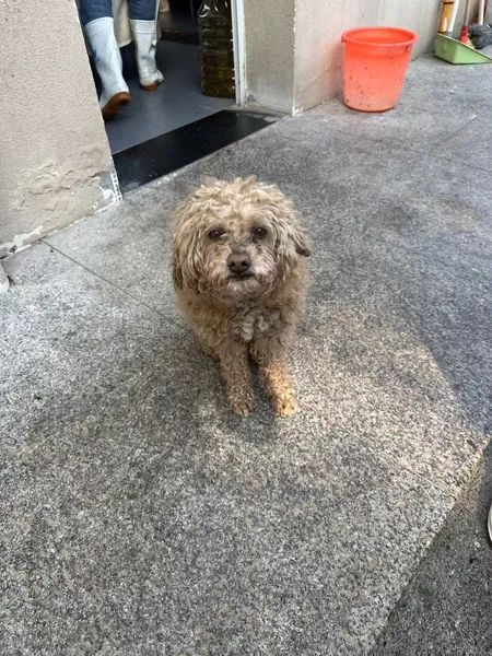 好聪明的狗狗！走失两年后自己跑进派出所“报警”，最终……