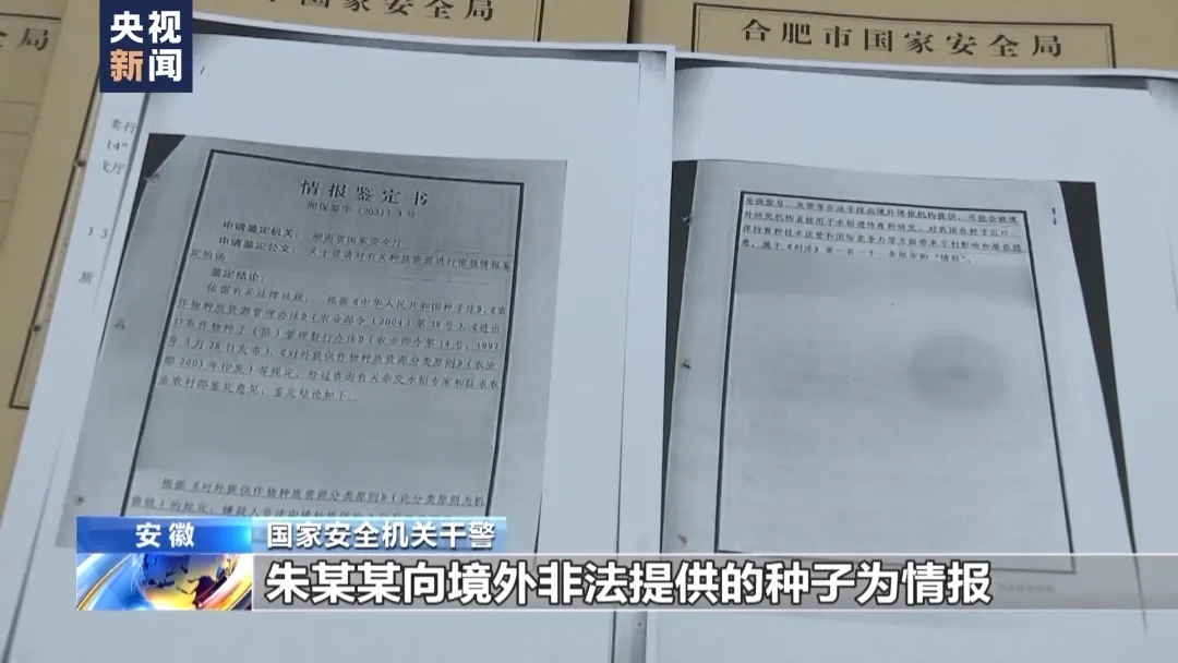 间谍窃取我国杂交水稻亲本种子！案件详情公布