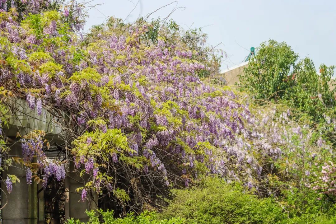 南京,绝绝紫! 南京,绝绝紫!