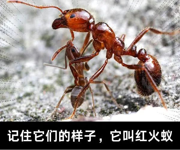 大量入侵,被叮咬可致命!广东已有人中招…… 大量入侵,被叮咬可致命!广东已有人中招……