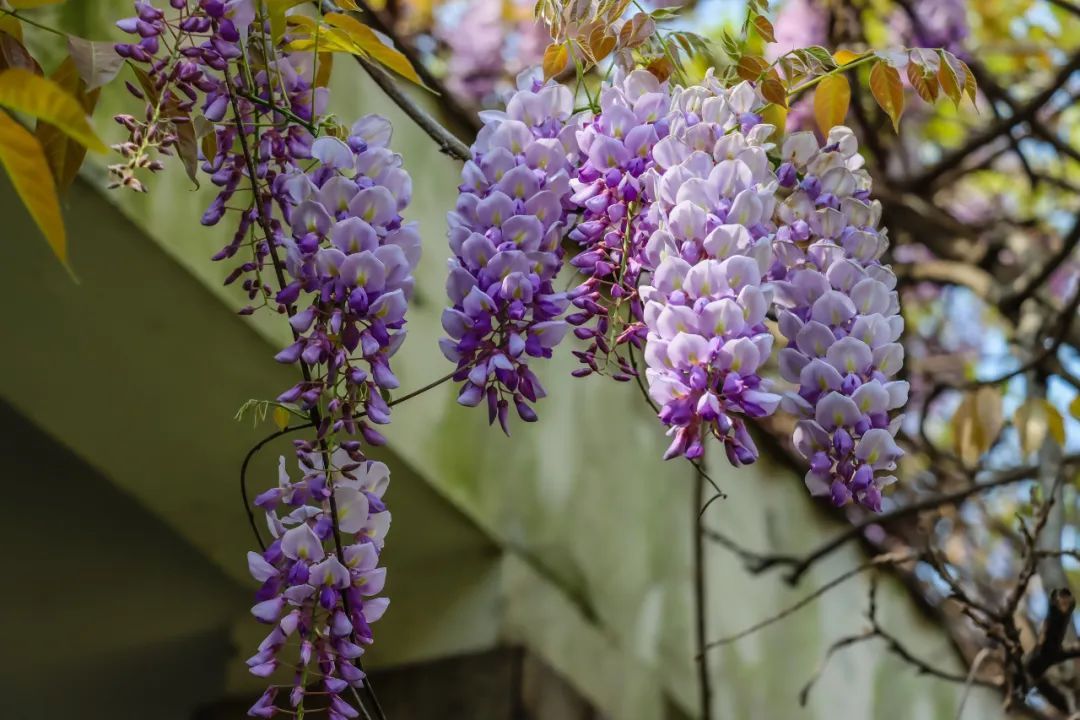 南京,绝绝紫! 南京,绝绝紫!