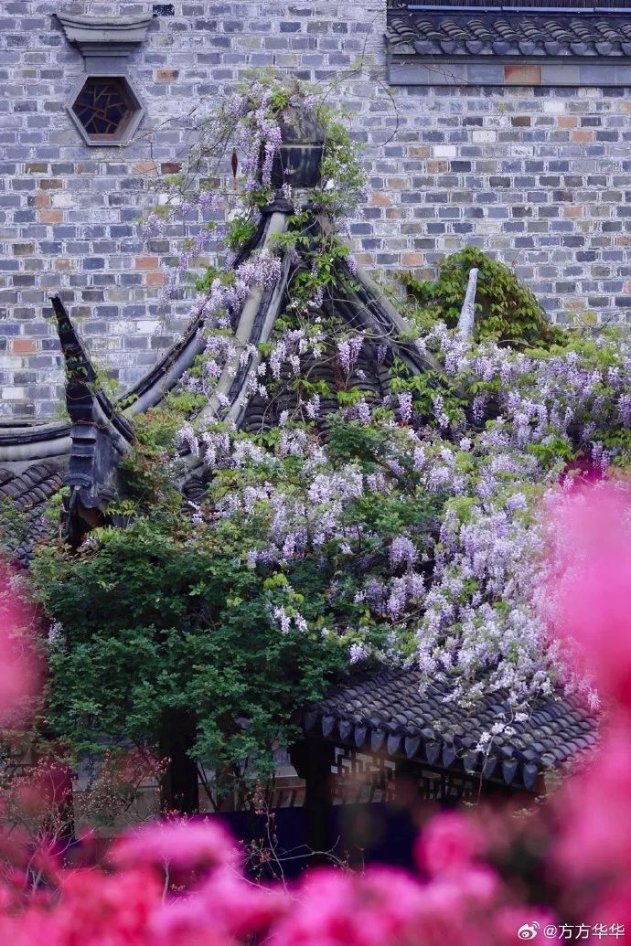 南京,绝绝紫! 南京,绝绝紫!