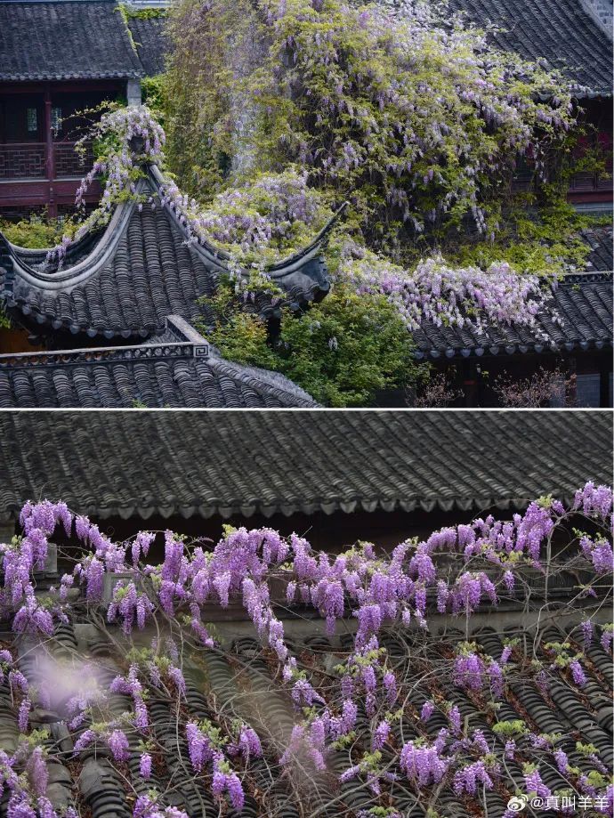 南京,绝绝紫! 南京,绝绝紫!